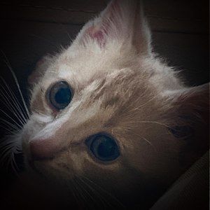 Meet your Posher, April